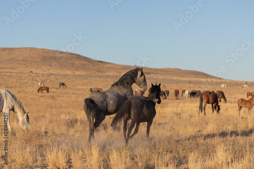 Wild Horse Stallions Sparring in the Utah Desert © natureguy