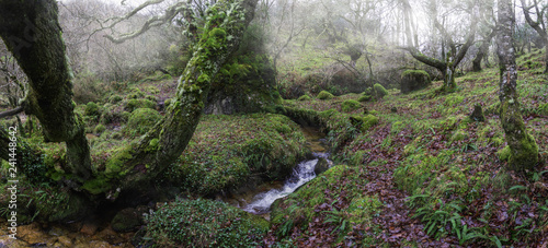 фотографія Mosses and green abound in the Atlantic rainforest