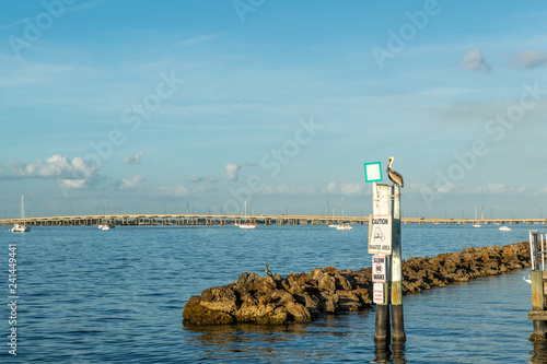 A pelican sits on a sign at the beach in Florida -Manasota Key, West Coast, Punta Gorda photo