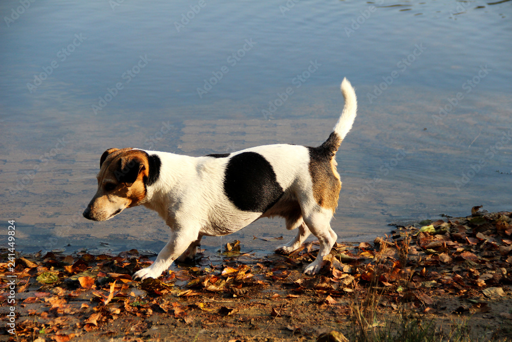 seiten u. nah ansicht eines dreifarbigen jack russell terriers in meppen emsland deutschland fotografiert während eines spaziergangs in der emsländischen natur seiten u. nah ansicht eines dreifarbigen jack russell terriers in meppen emsland deutschland fotografiert während eines spaziergangs in der emsländischen natur