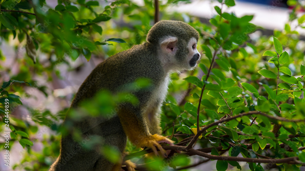 Squirrel monkey sitting in a tree Squirrel monkey sitting in a tree