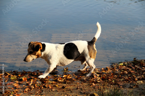 seiten u. nah ansicht eines dreifarbigen jack russell terriers in meppen emsland deutschland fotografiert während eines spaziergangs in der emsländischen natur photo