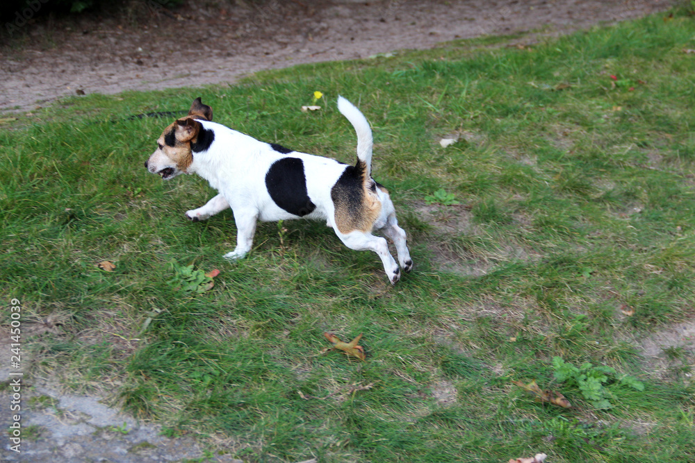 rückansicht eines dreifarbigen jack russell terriers in meppen emsland deutschland fotografiert während eines spaziergangs in der emsländischen natur rückansicht eines dreifarbigen jack russell terriers in meppen emsland deutschland fotografiert während eines spaziergangs in der emsländischen natur