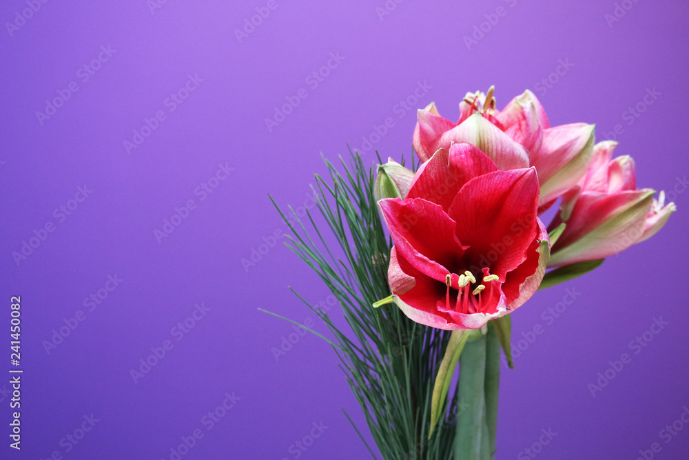 Obraz premium tropicalflowers on violet background