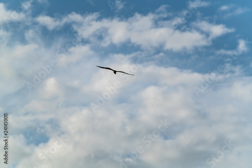 Osprey flies through the a blue cloudy sky hunting for prey