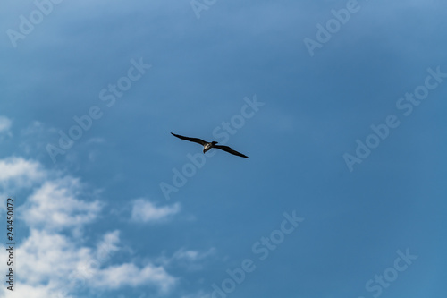 Osprey flies through the a blue cloudy sky hunting for prey