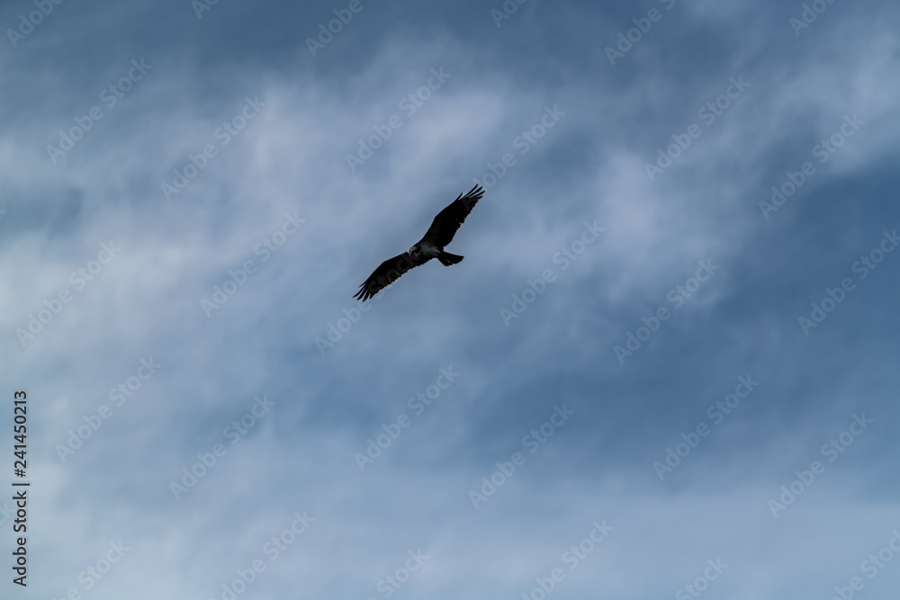 Osprey flies through the a blue cloudy sky hunting for prey Osprey flies through the a blue cloudy sky hunting for prey