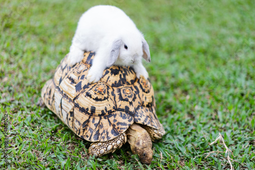 Fototapeta Naklejka Na Ścianę i Meble -  Rabbit on the turtle after completing the race at the garden in the evening.