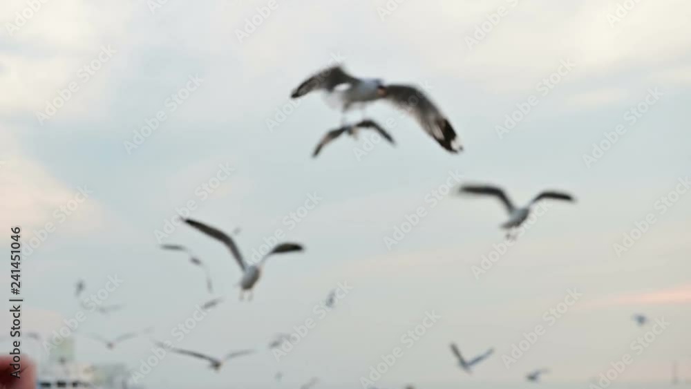 Slow motion of seagull catching his food from a hand Slow motion of seagull catching his food from a hand