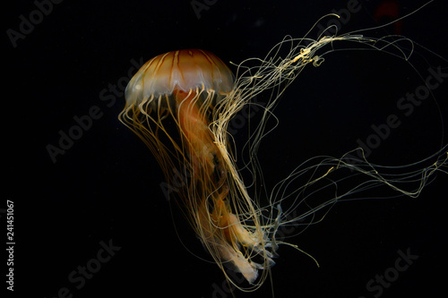 Golden Yellow Jelly FIsh