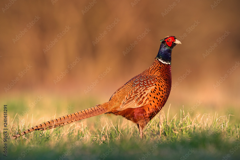 Fototapeta premium Common pheasant, phasianus colchicus male cock with clear blurred background. Wild animal in nature.