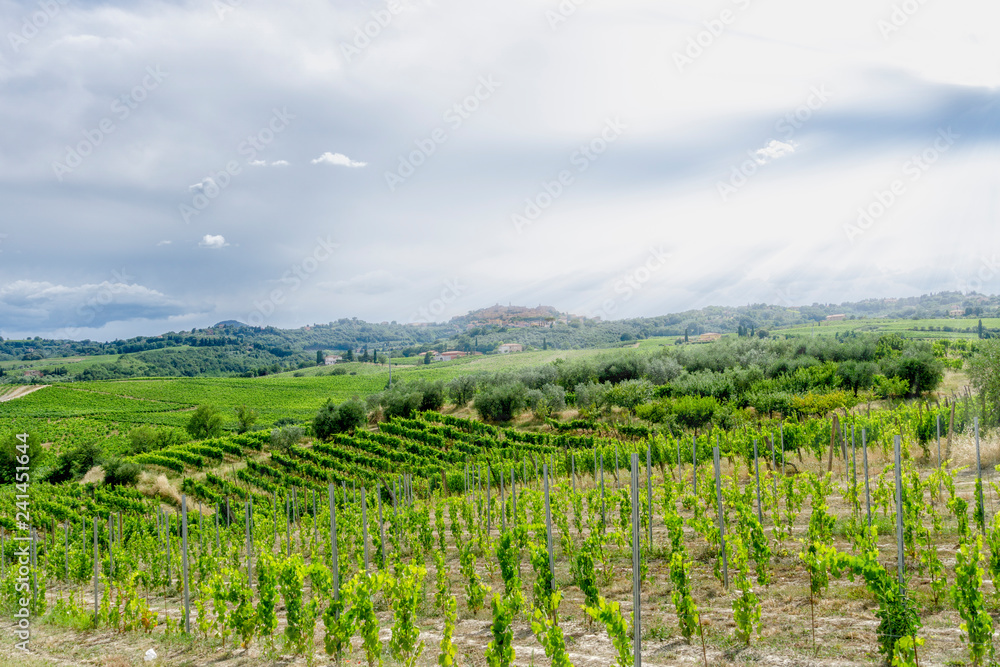 Reichtum der Toskana: Rebenfelder bei Montepulciano