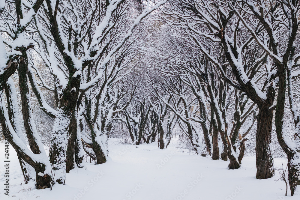 Snow covered trees, alley in a winter park. Snow covered trees, alley in a winter park.