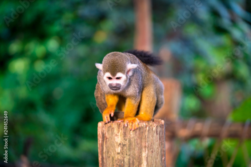 Squirrel monkey sitting on a tree trunk