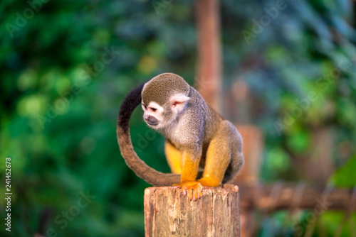 Squirrel monkey sitting on a tree trunk