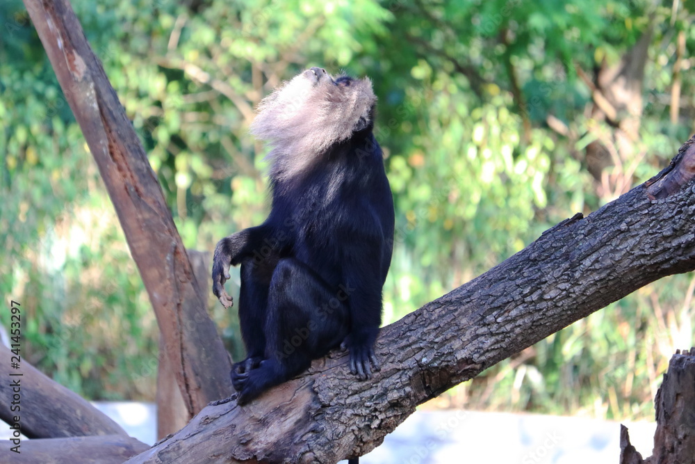 Obraz premium Common Chimpanzee - Scientific name- Pan troglodytes schweinfurtii enjoying its day at Mysore Zoo - Image