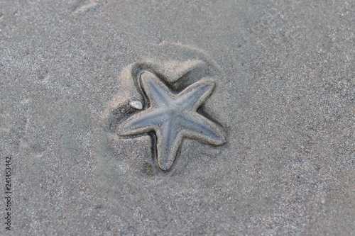 Beautiful StarFish at Beach in Arabian Sea -Image