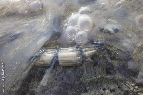 jellyfish at beach at Arabian Sea alive close-up - Image
