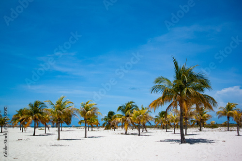 Coconut Palms at Playa Sirena. Cayo Largo, Cuba