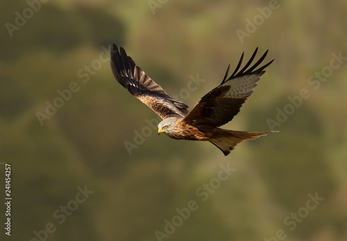 Red kite in flight against colorful background © giedriius