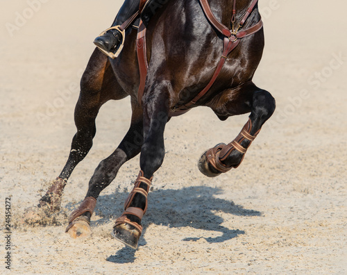 Close up image of legs of running bay sport horse.