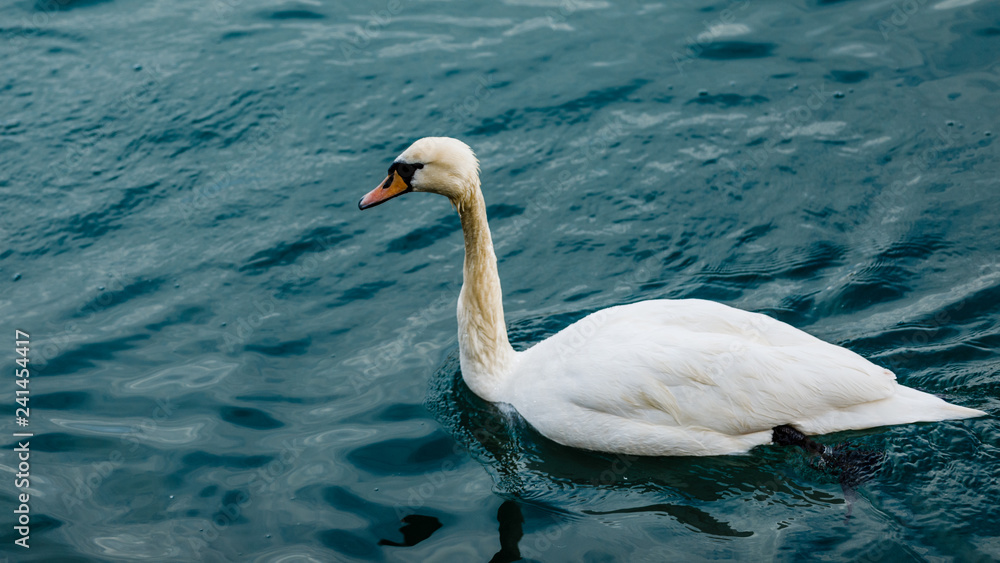 Naklejka premium White Swan in Maribor, Slovenia