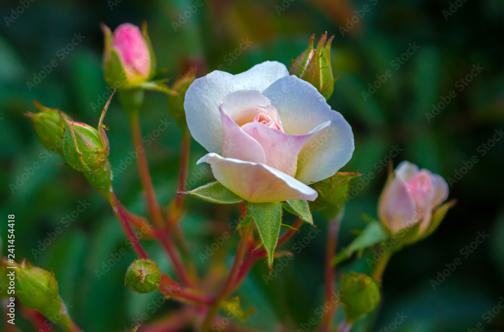 Mini pink roses with buds on green natural background with copy space for Valentine holiday postcard and wallpaper. Mini pink roses with buds on green natural background with copy space for Valentine holiday postcard and wallpaper.