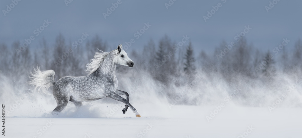 Obraz premium Szary koń arabski galopujący przez śnieżne pole.