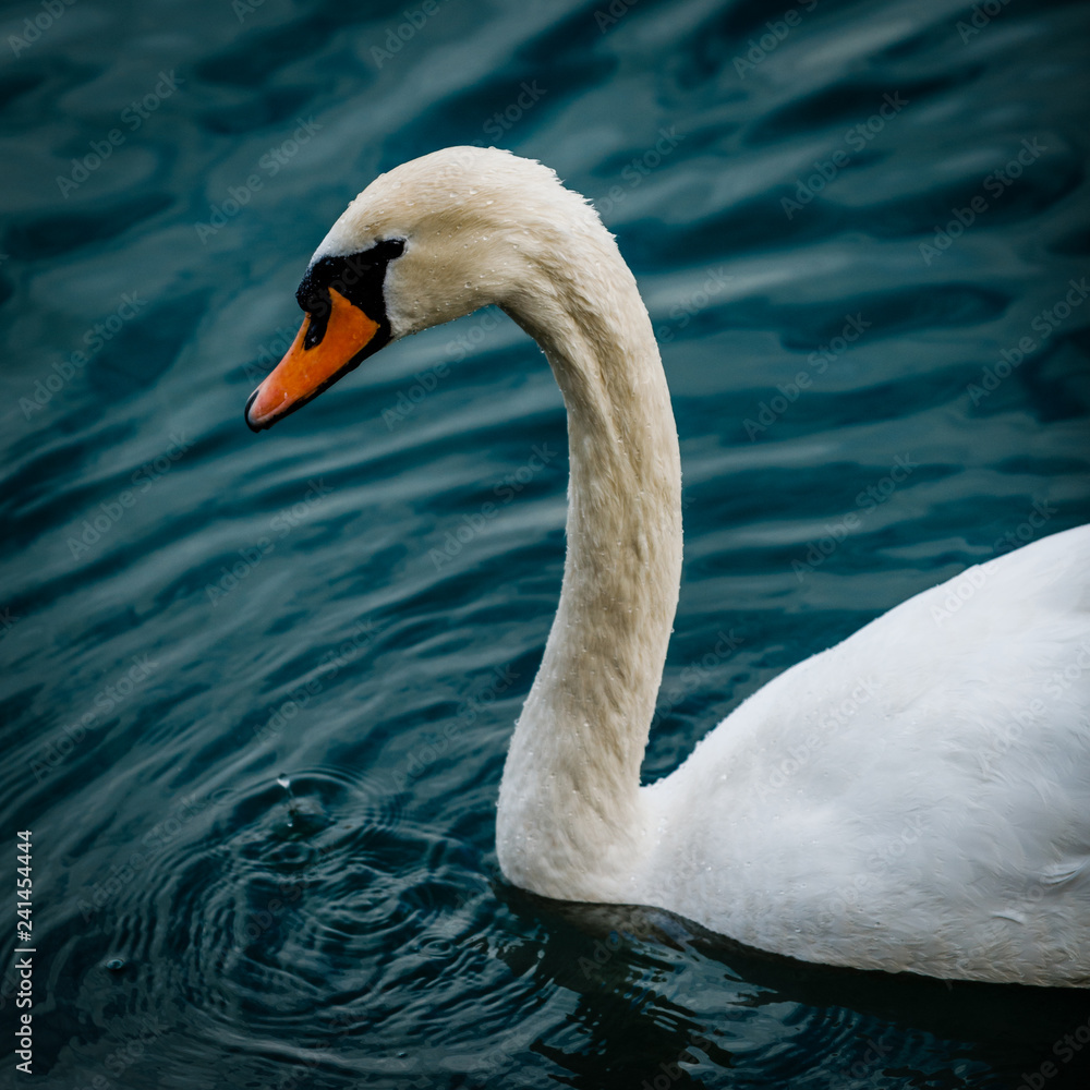 White Swan in Maribor, Slovenia White Swan in Maribor, Slovenia