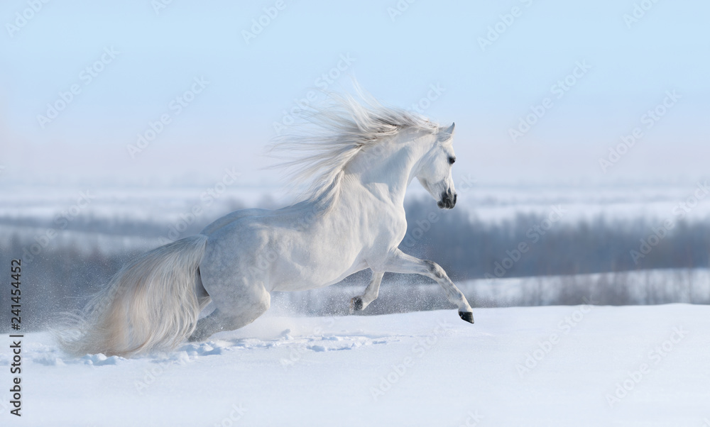 Fototapeta premium Biały koń z długą grzywą galopującą przez zimową łąkę.