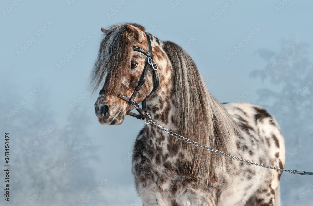 Obraz Portrait of Appaloosa miniature horse in winter landscape.