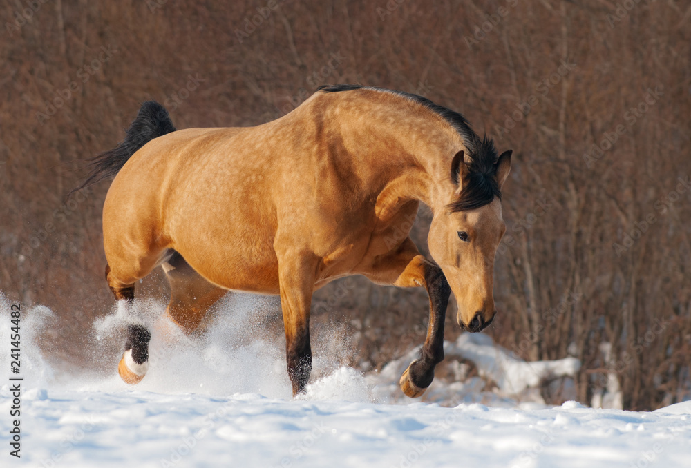 Obraz premium Mustang Dapple kasztan kłusuje przez zimową śnieżną łąkę.