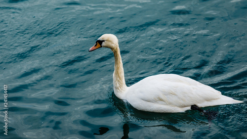 White Swan in Maribor  Slovenia