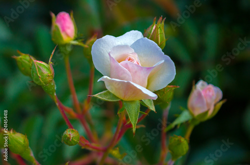 Mini pink roses with buds on green natural background with copy space for Valentine holiday postcard and wallpaper.