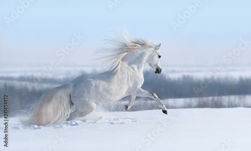 White horse with long mane galloping across winter meadow. © Kseniya Abramova