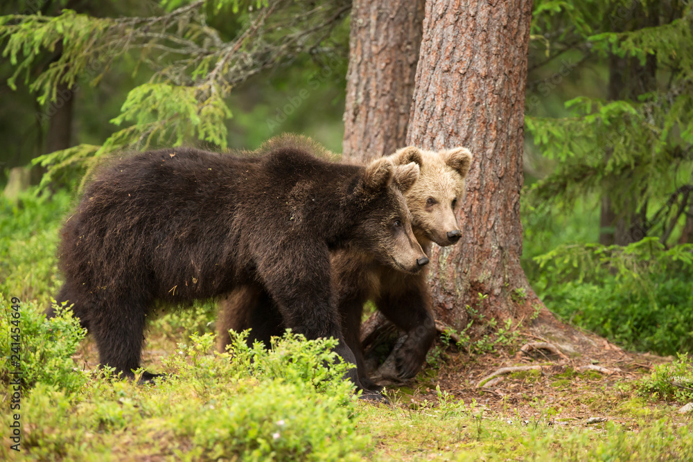 Two young Eurasian brown bears walking in the forest