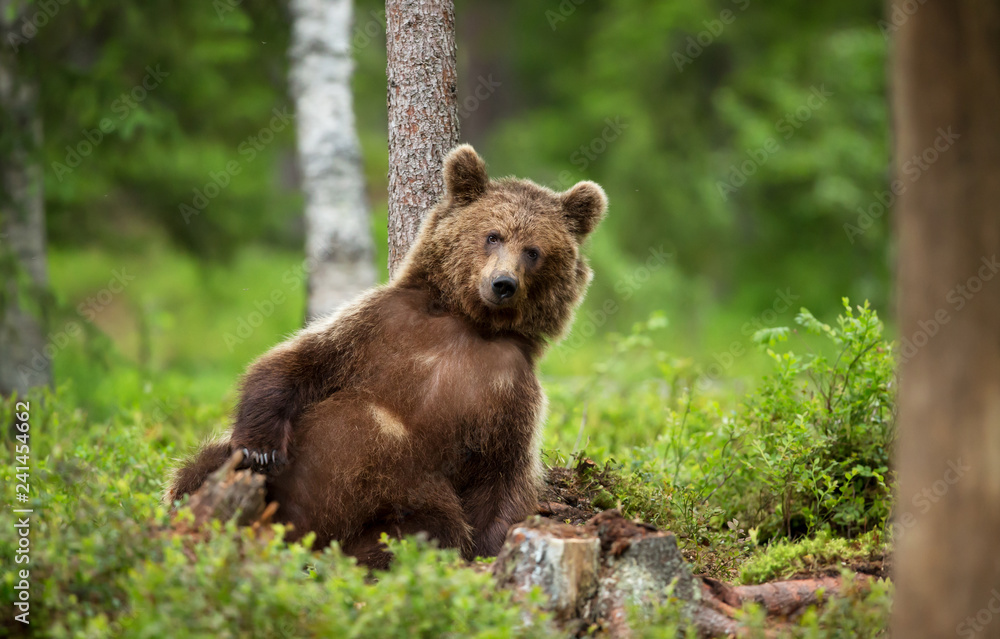 Naklejka premium European brown bear leaning against the tree