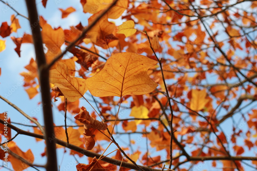 Herbstlaub mit Himmel Herbstlaub mit Himmel