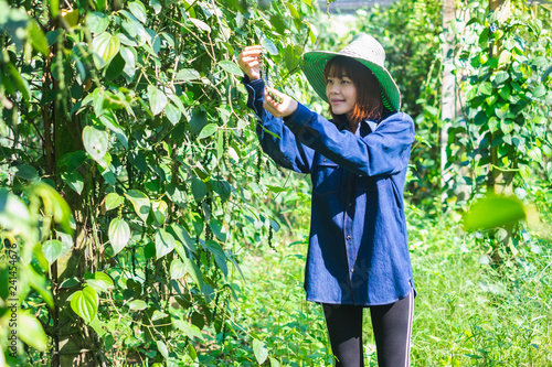 Happy young asia woman farmer harvest Piper nigrum pepper in farm