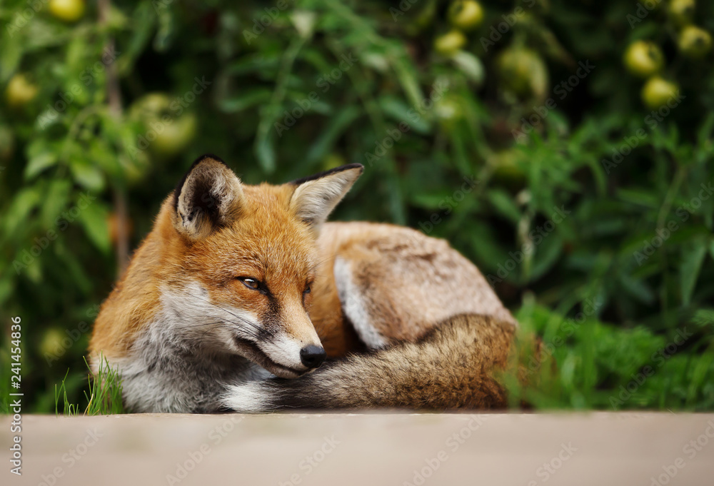 Red fox lying relaxed in the vegetable garden Red fox lying relaxed in the vegetable garden