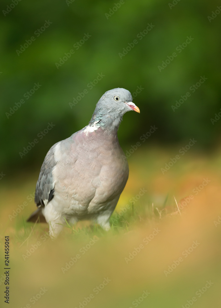 Close up of a Wood pigeon against colorful background Close up of a Wood pigeon against colorful background