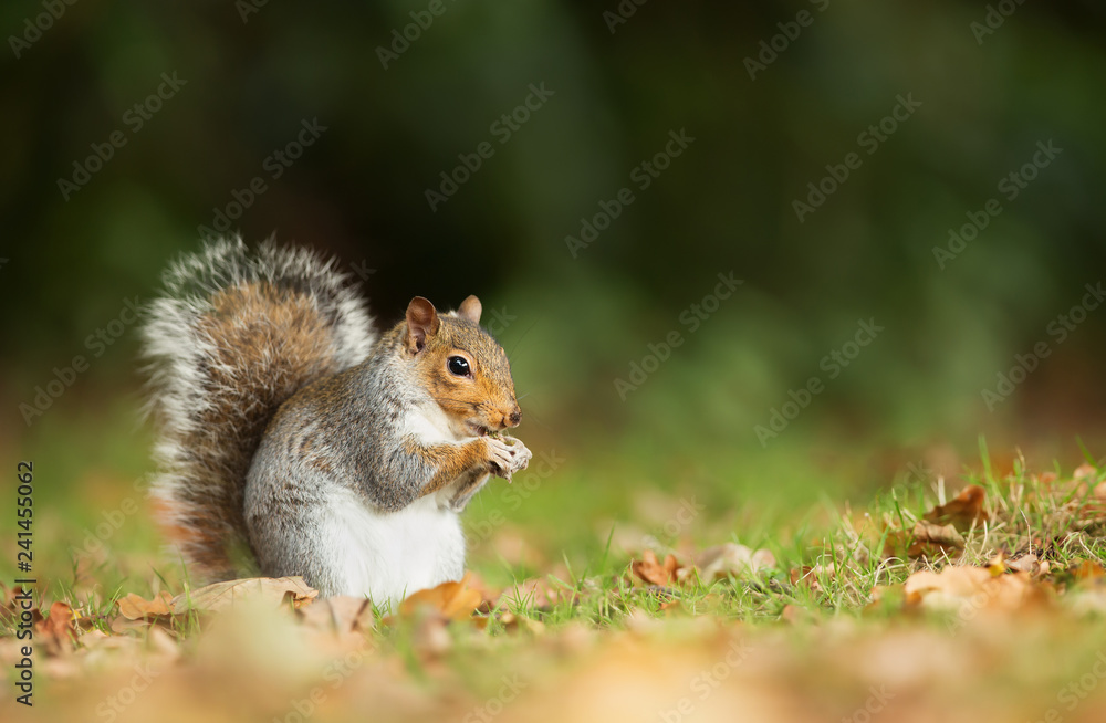 Grey squirrel eating a nut in the meadow
