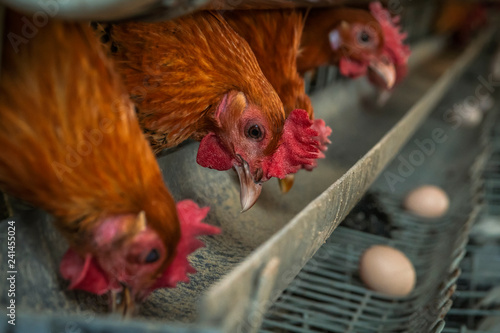 Domestic chicken layer in the farmhouse