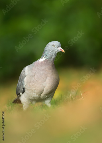 Close up of a Wood pigeon against colorful background