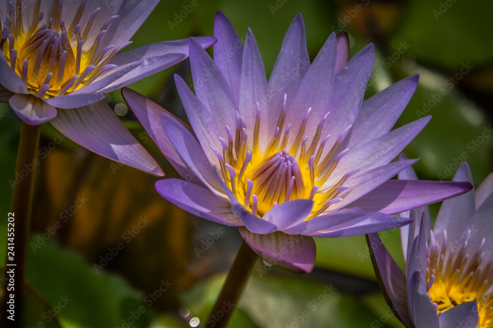 Beautiful water lilies close-up Beautiful water lilies close-up
