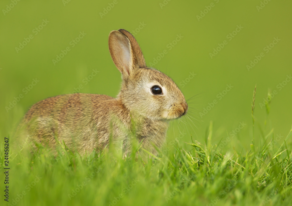 Fototapeta premium Wild rabbit sitting in the meadow