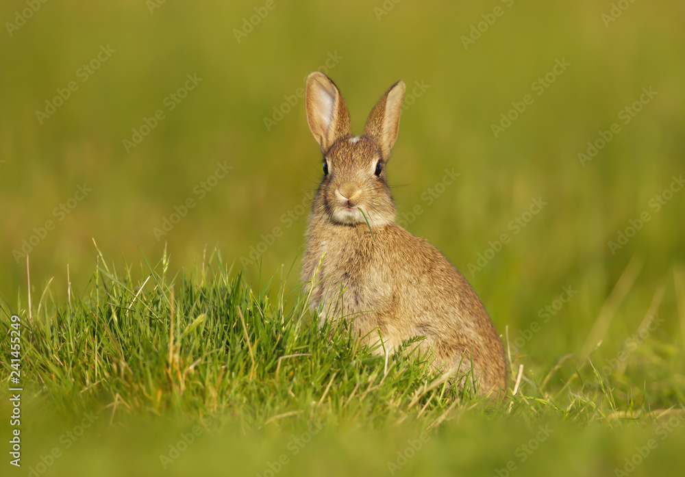 Fototapeta premium Wild young rabbit sitting in the meadow