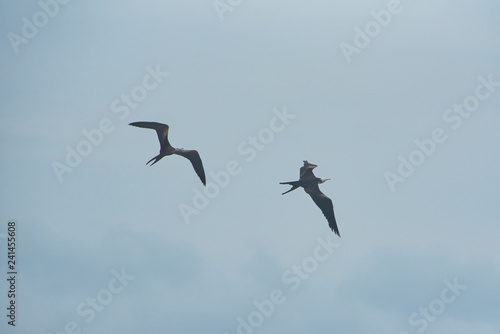 two Frigatebirds in the air