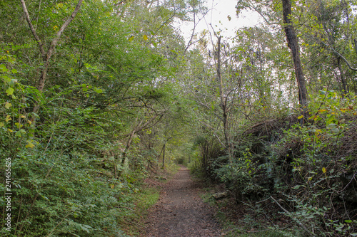 path in the forest