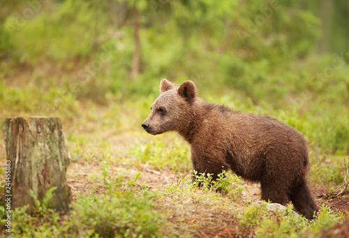  Eurasian brown bear cub standing in forest © giedriius